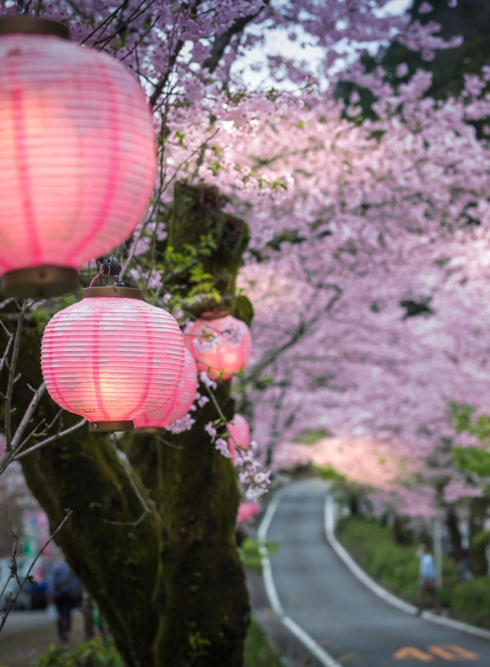 blossoms & lanterns